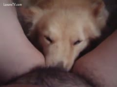 Dog licking on a shaggy fur pie